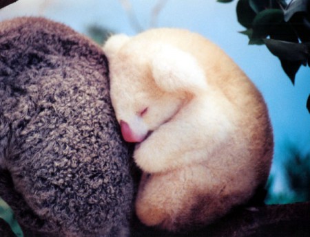 Bébé koala albinos